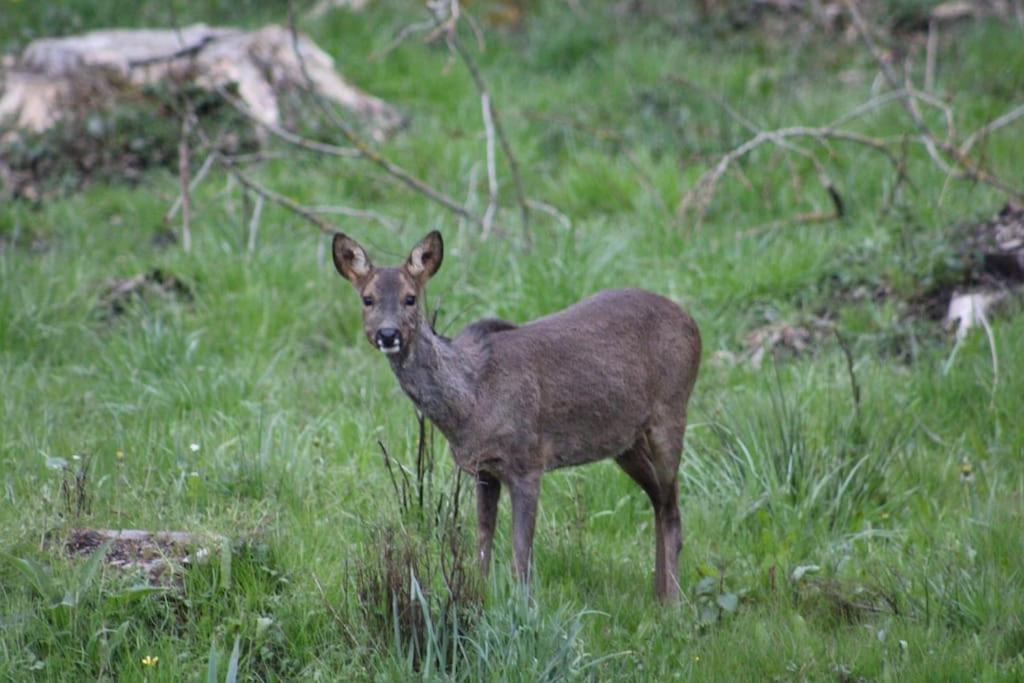 Gite La Cabuche Proche Du Zoo De Beauval Le Controis-en-Sologne Luaran gambar
