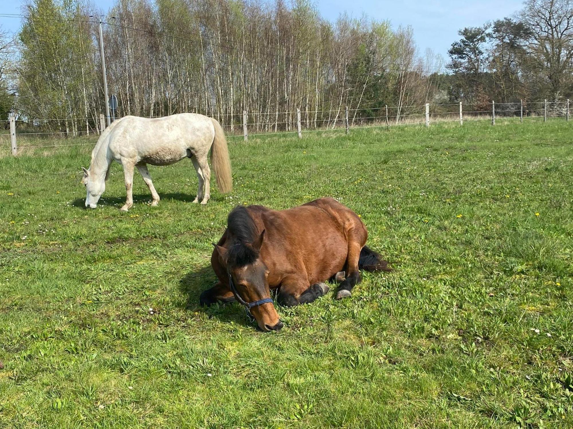 Gite La Cabuche Proche Du Zoo De Beauval Le Controis-en-Sologne Luaran gambar